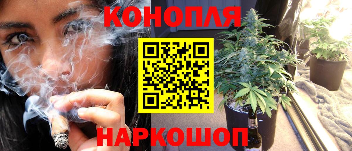 Конопля сатива Губаха